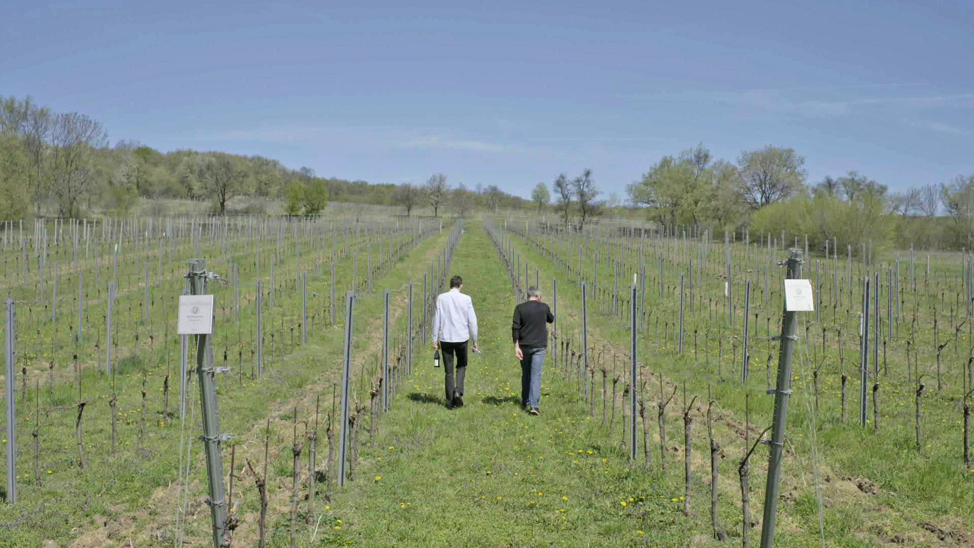 05-WEINKULTUR_Weingut_Kollwentz