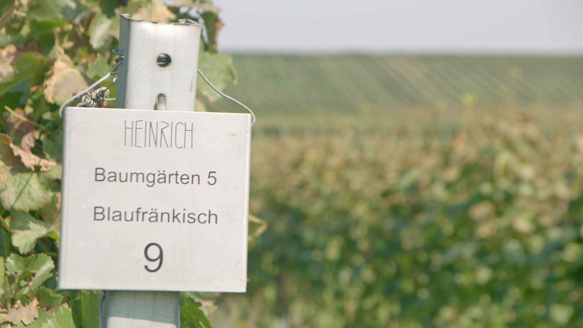 Warum_Wein_F7_Weingut_Heinrich