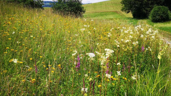 Extensivwiese 03 h1 Kopie