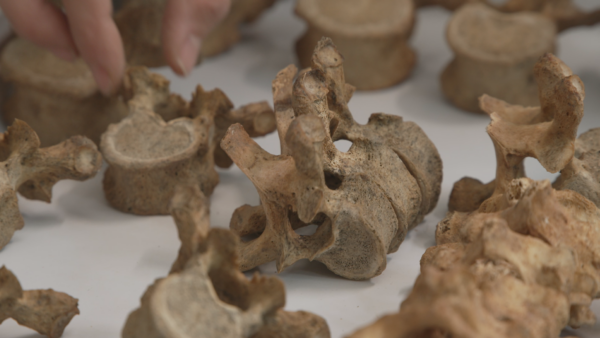 02 Archäologische Fundstücke