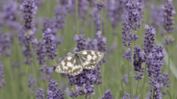 32 VHH4 LOOSDORF 190912 MASTER