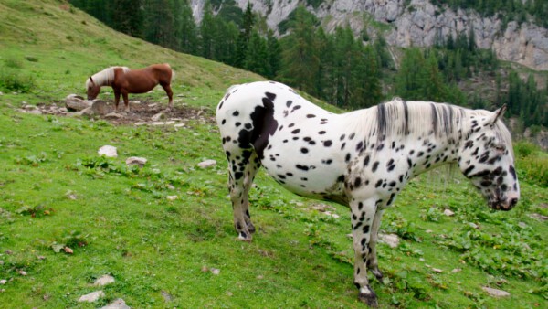 4 IKE Lesachtal CC Copy 01