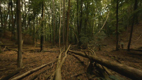 4 Wienerwald