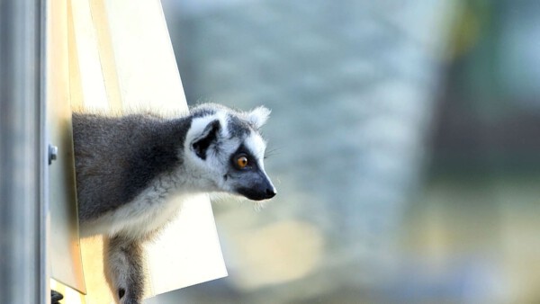 Ad R135 Pressefoto 08 Katta2