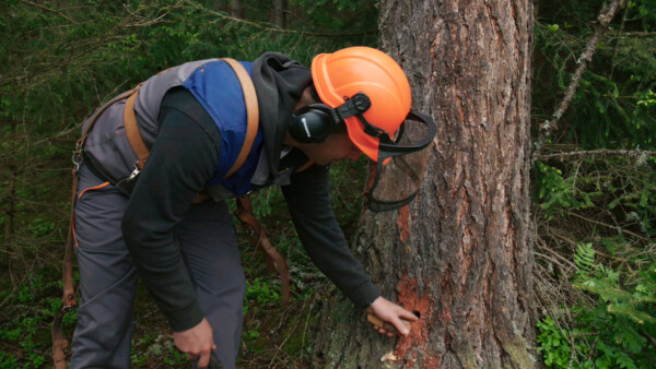 IKE GURKTAL Lärchenharzgewinnung