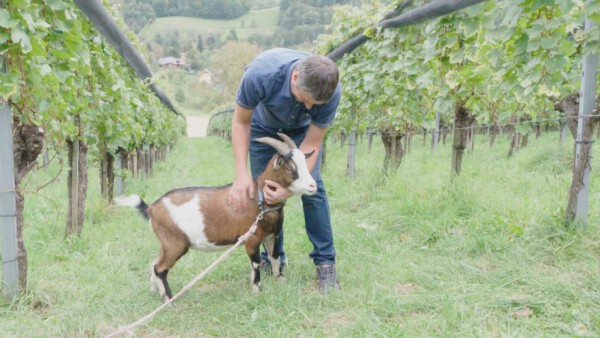 IKE Vulkanland Name der Jungwinzer Ewald Tropper im Weingarten