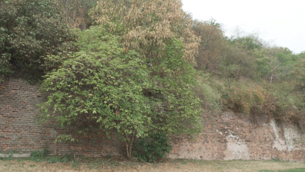 Linienwall