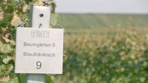 Warum_Wein_F7_Weingut_Heinrich